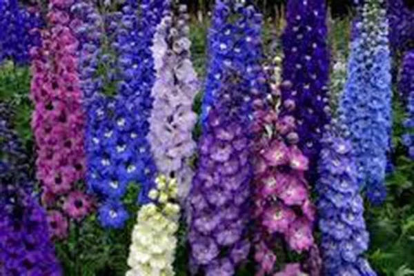 Delphinium Seeds 1000 Count Giant Imperial Mix Striking Colors Delphinium elatum