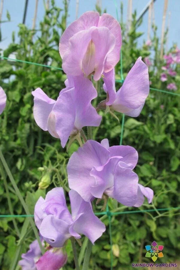 50+ Sweet Pea Seeds - Sunshine Lavender - Lathyrus odoratus - Non-GMO, Heirloom, Easy to Grow, USA Grown