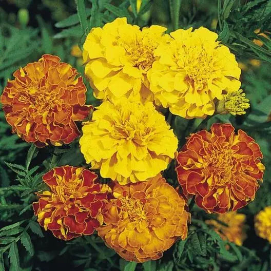 French Marigold Seeds 200 Count Bonita Mix Dwarf Heirloom Non-GMO Tagetes patula for Garden and Containers