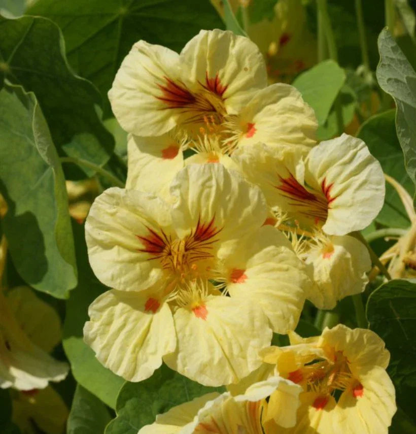 Nasturtium Seeds 25 Pack Peach Melba Dwarf Edible Non-GMO Tropaeolum majus for Container Gardening and Borders