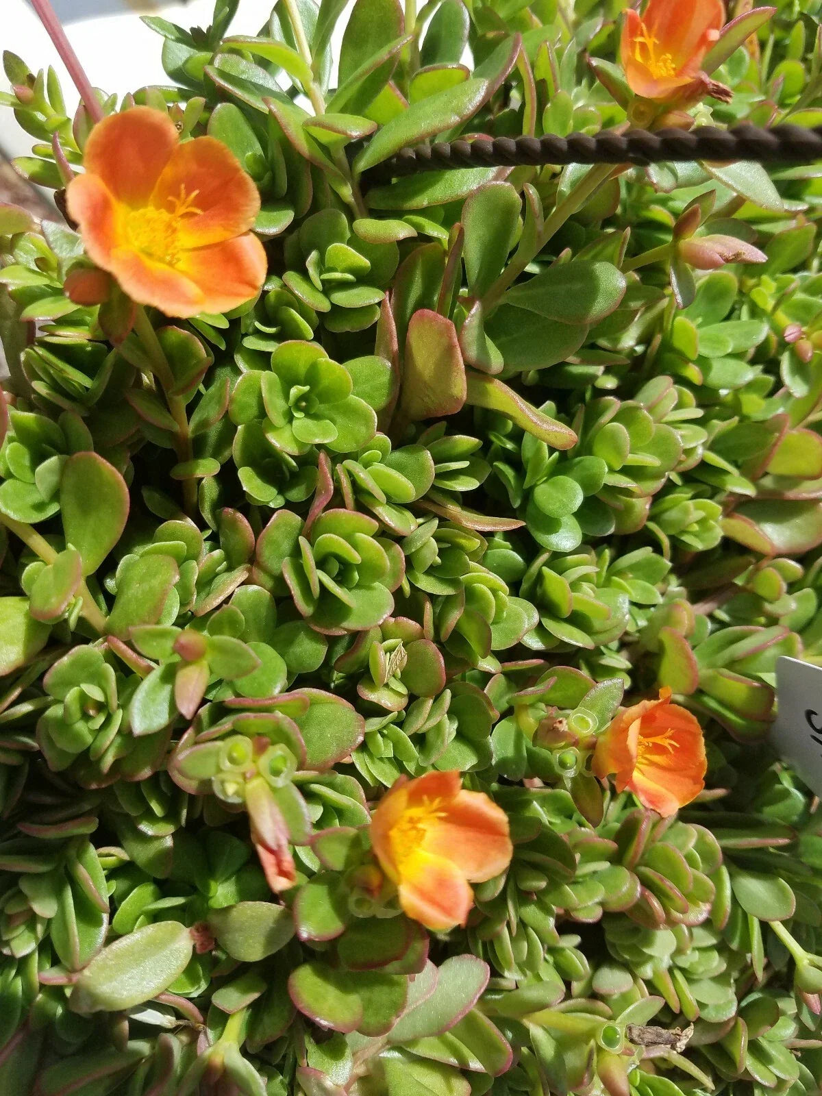 Coral Pink Purslane Cuttings - Single Flower Variety - Portulaca oleracea - Low Maintenance Succulent for Gardens