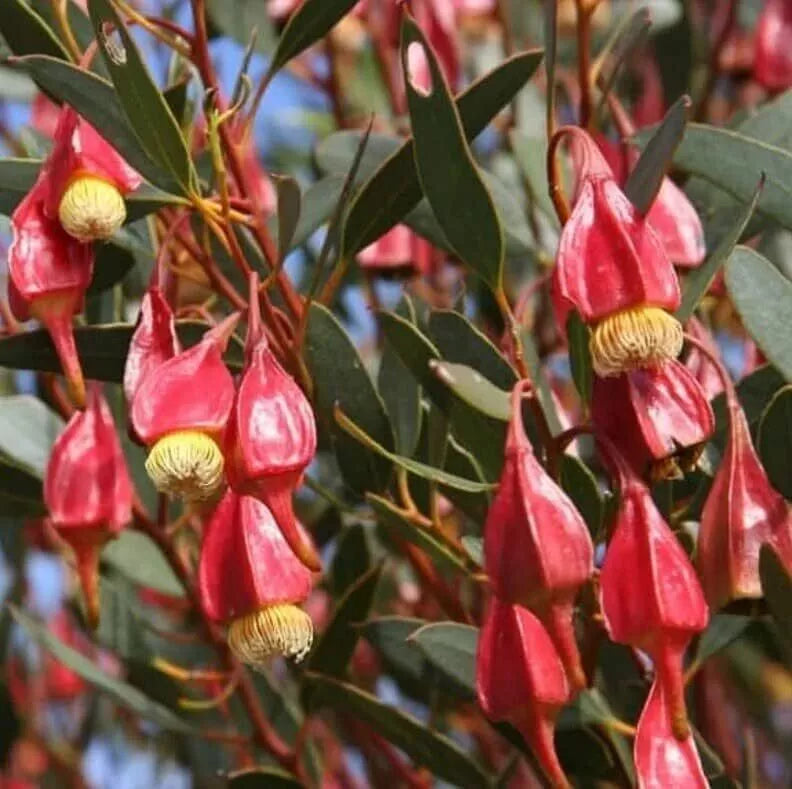 Fuchsia Gum Tree Seeds (10 Seeds) - Eucalyptus forrestiana - Native Australian Tree for Planting, Colorful Garden Accent
