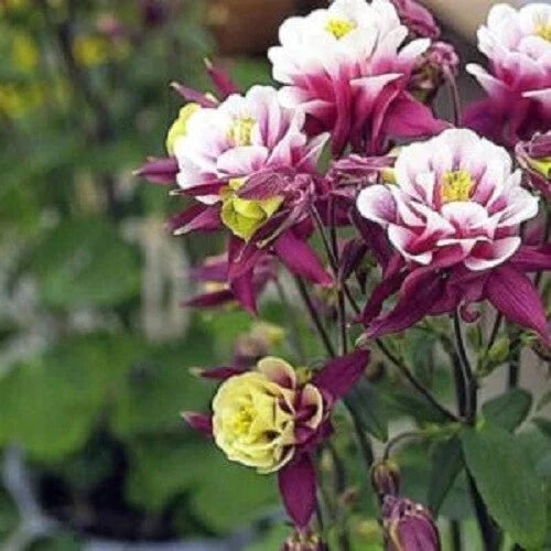 50 Double Maroon White Columbine Seeds - Aquilegia caerulea - Perennial Flower Seeds for Garden Blooms, Easy to Grow