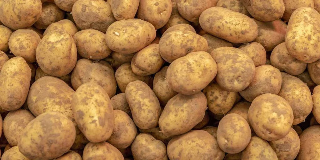 Kennebec Potato Seed Starters 3 lbs - White Skin, Shallow Eyes - Solanum tuberosum - Disease Resistant for Home Garden