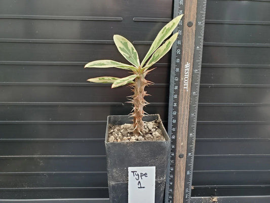 Euphorbia milii Variegated Crown of Thorns Plant - Type 1, Colorful Succulent with Unique Leaf Patterns