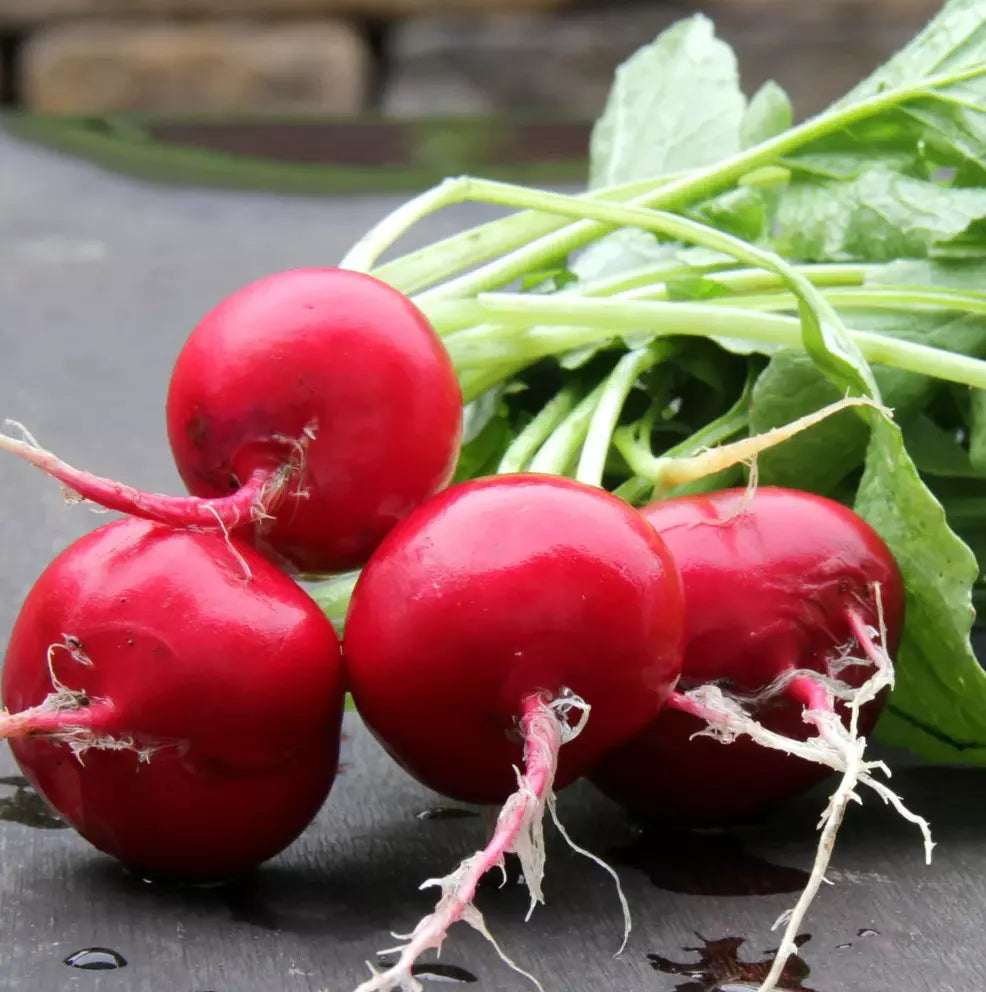 German Giant Radish Seeds - 100+ Heirloom Organic Non-GMO - Raphanus sativus - Fast-Growing Garden Seeds for Home Gardening