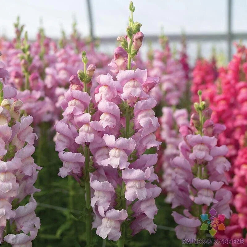 Lavender Snapdragon Seeds - 1000+ Count - Antirrhinum majus - Maryland Variety - Non-GMO, Easy to Grow, Free Shipping USA