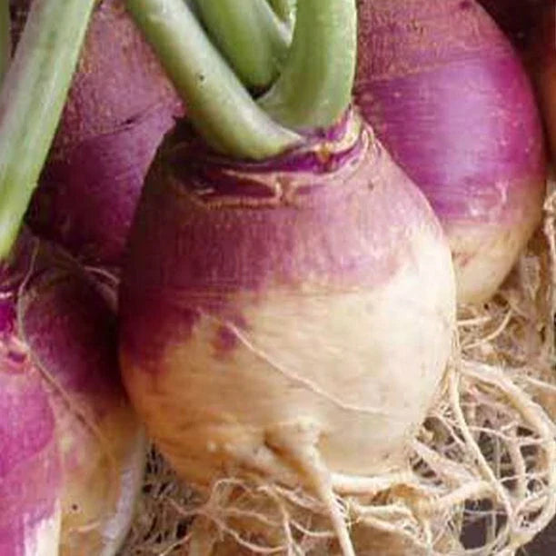 Rutabaga Seeds Pack of 100 - American Purple Top Variety - Organic Brassica napus for Planting