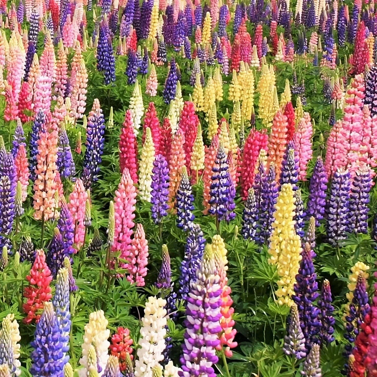 Lupine Seeds - Russell Mix - Rainbow Colors - Lupinus polyphyllus - 25 Seeds - Perennial Garden Flowers