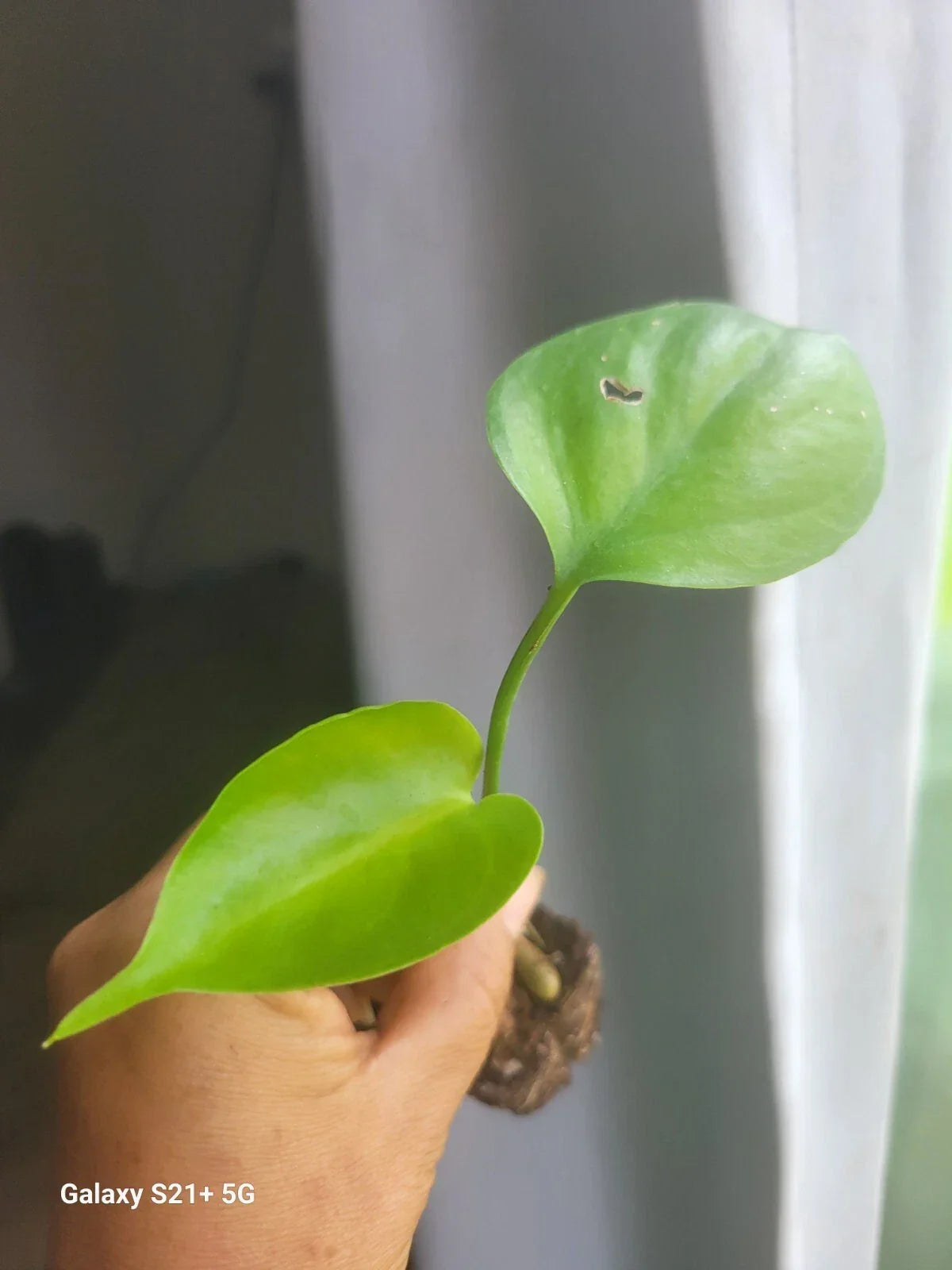 Monstera Deliciosa Plant, 2 Inch Split-Leaf, Swiss Cheese Philodendron, Tropical Houseplant, Monstera deliciosa