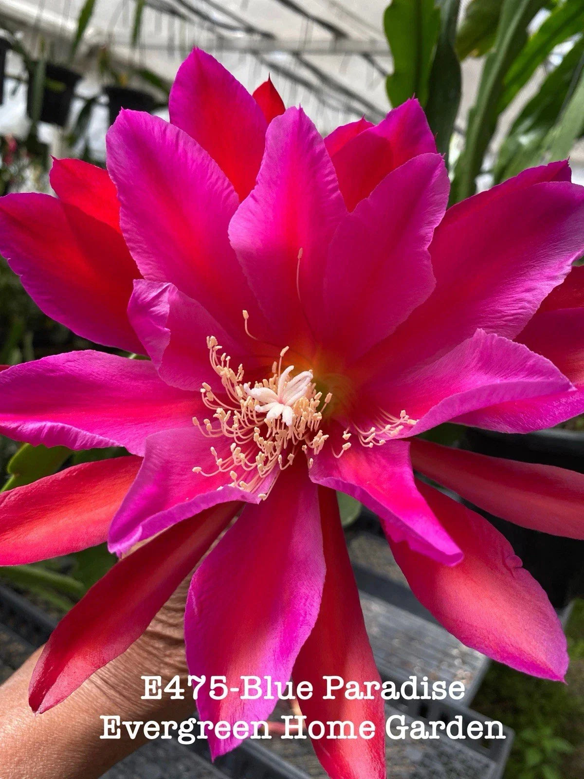 Epiphyllum Orchid Cactus 4” Starter Pot Blue Paradise Rooted Plant (Epiphyllum oxypetalum) - Vibrant Summer Bloomer