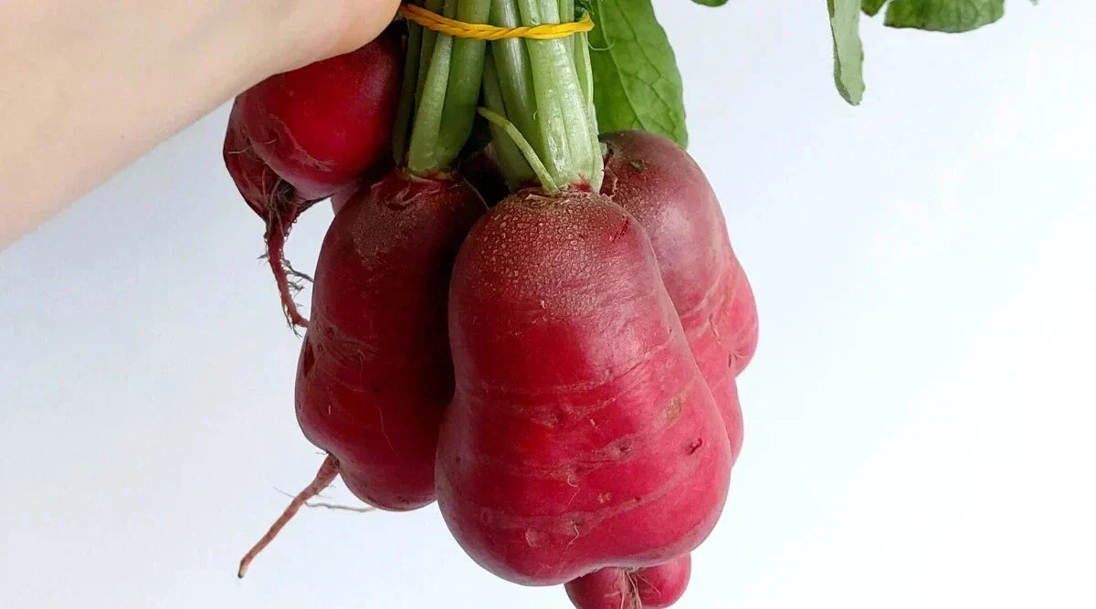 Crimson Giant Radish Seeds 500+ Count Non-GMO Raphanus sativus for Home Gardening