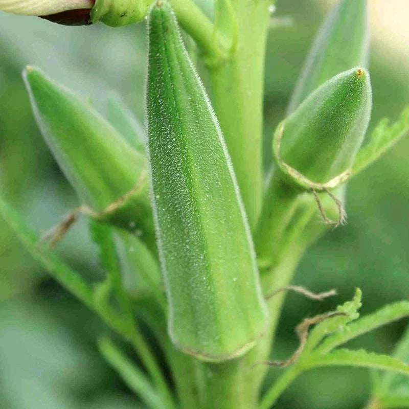 Clemson Spineless Okra Seeds, NON-GMO Vegetable Seeds, Heirloom Variety, Abelmoschus esculentus, Perfect for Gardening