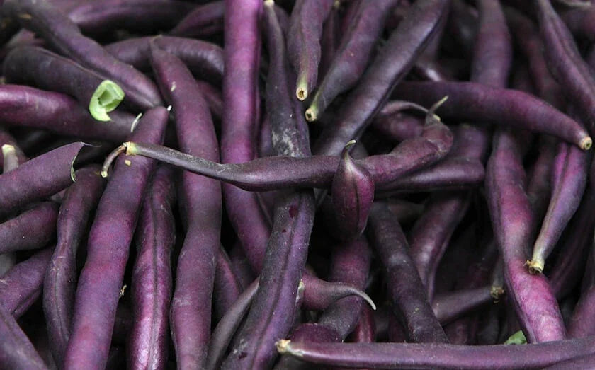 Royal Burgundy Bean Seeds 50 Ct - Purple Heirloom Vegetable - Phaseolus vulgaris - Non-GMO, USA Sourced, Free Shipping