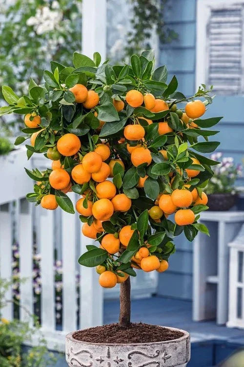 Calamondin Orange Tree Live Plant 10" Pot Citrus mitis Compact Indoor Outdoor Citrus Tree