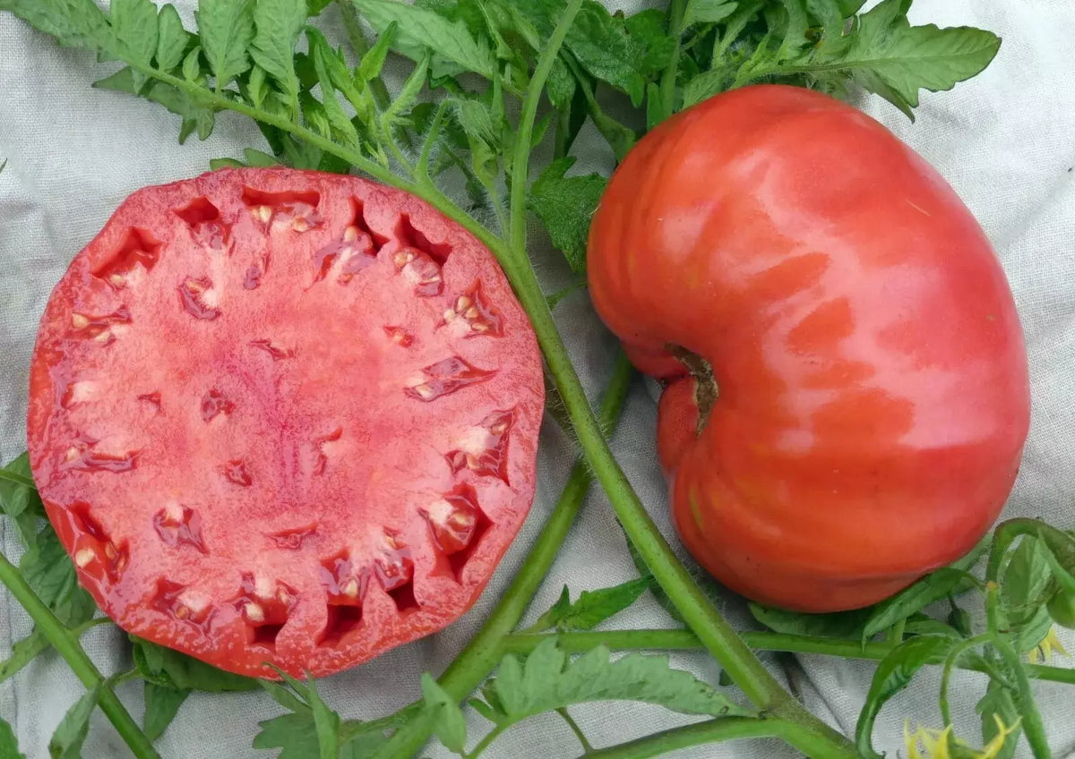 Mortgage Lifter Tomato Seeds - 10+ Organic Heirloom Non-GMO - Solanum lycopersicum - Perfect for Home Gardening