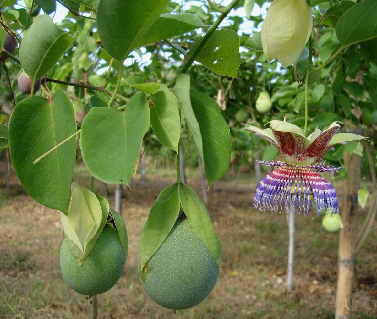 Sweet Calabash Seeds 30 Pack - Passiflora maliformis - Tropical Fruit Seeds for Planting, Climbing Vine for Garden