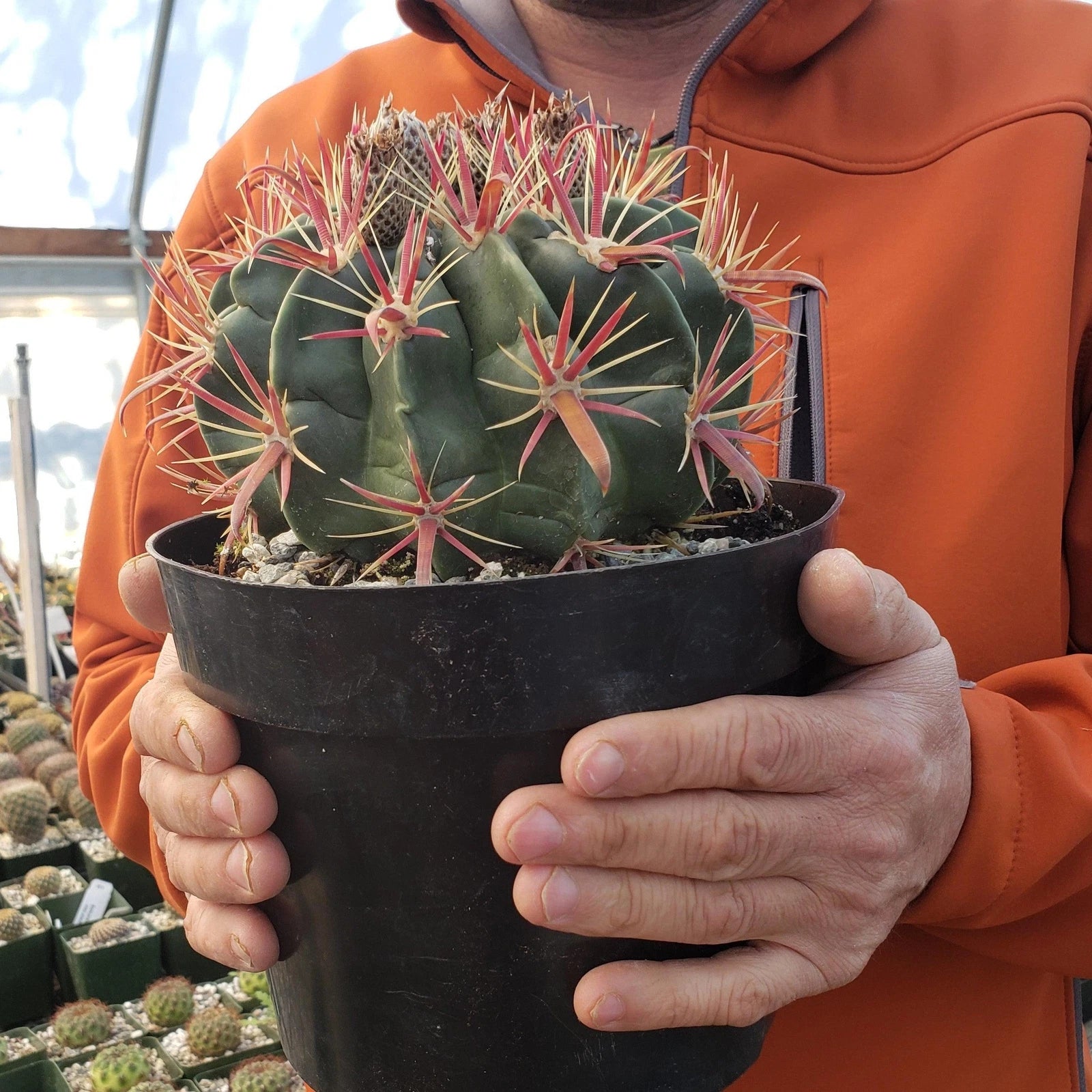 Devil's Tongue Cactus Plant - Live Succulent - Ferocactus latispinus - Unique Spines - Indoor/Outdoor Decor