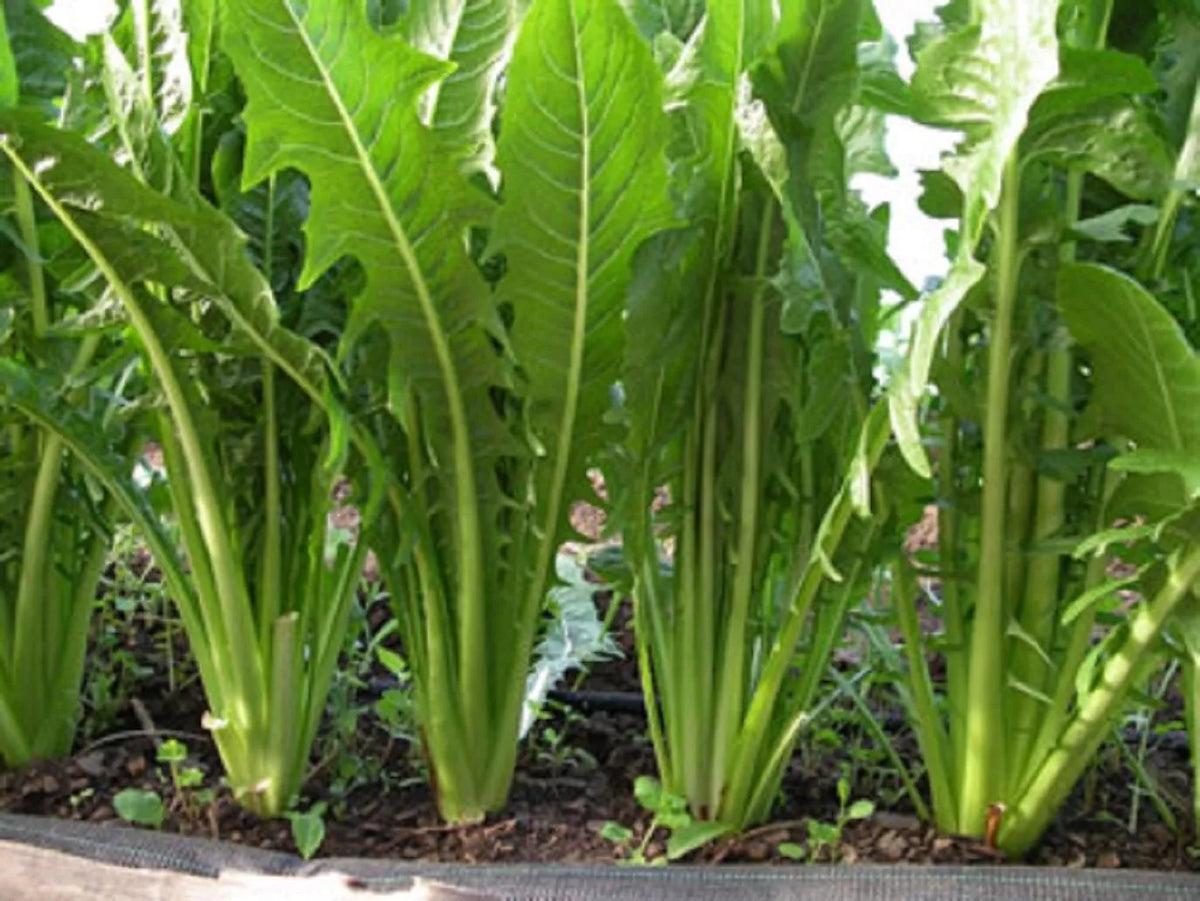 Catalogna Emerald Endive Seeds, NON-GMO Organic Heirloom Chicory, Cichorium endivia, 100 Seed Packet