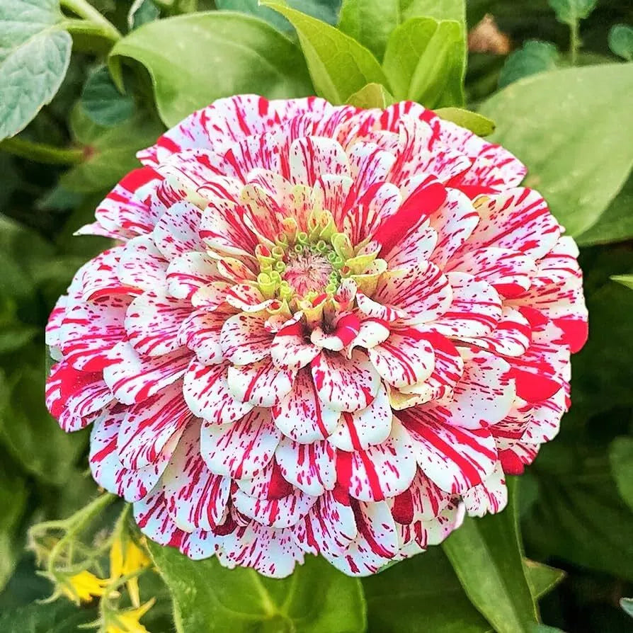 Peppermint Stick Zinnia Seeds - 100+ Flower Seeds - Pink & White Striped Blooms - Zinnia elegans - Annual - USA