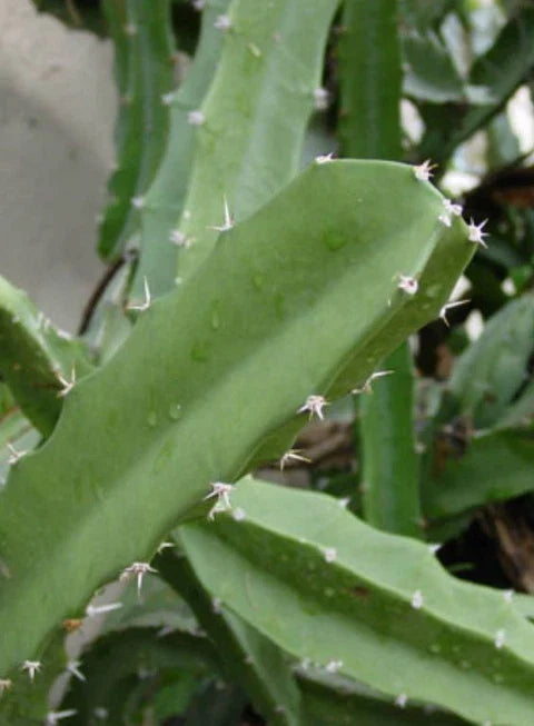 Triangle Cactus Cutting, 6 Inch Acanthocereus Tetragonus, White Pitaya Succulent for Indoor/Outdoor Gardening