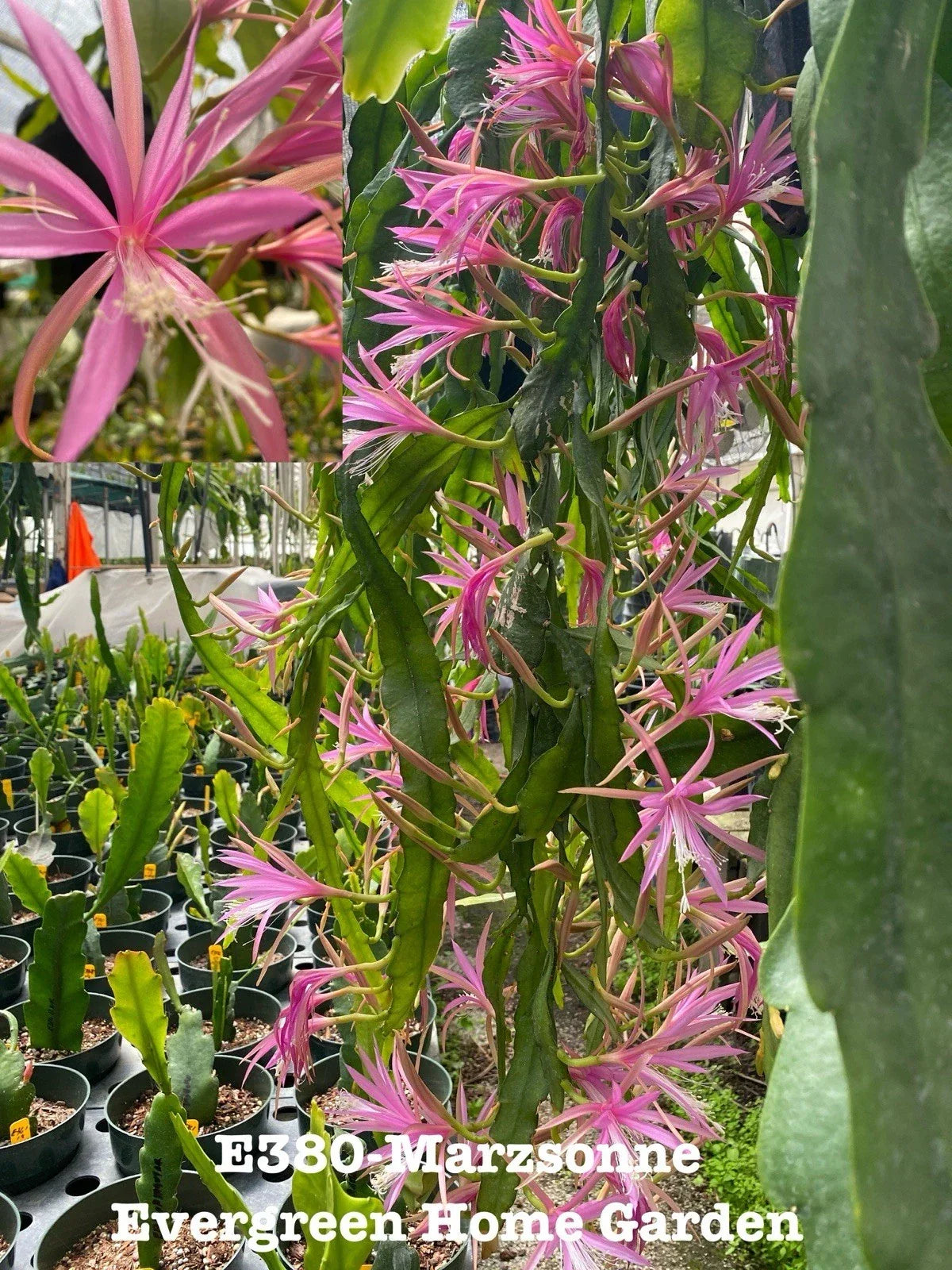 Epiphyllum Orchid Cactus Plant 4” Starter Pot Marzsonne Variety Rooted Epiphyllum spp. Indoor Houseplants