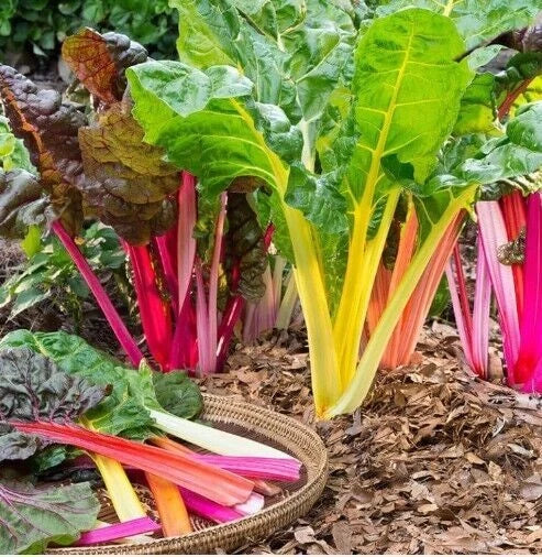 Swiss Chard Microgreens Seeds - Rainbow Mix, Heirloom Non-GMO, 50 Count - Beta vulgaris subsp. vulgaris - Nutrient-Dense Superfood