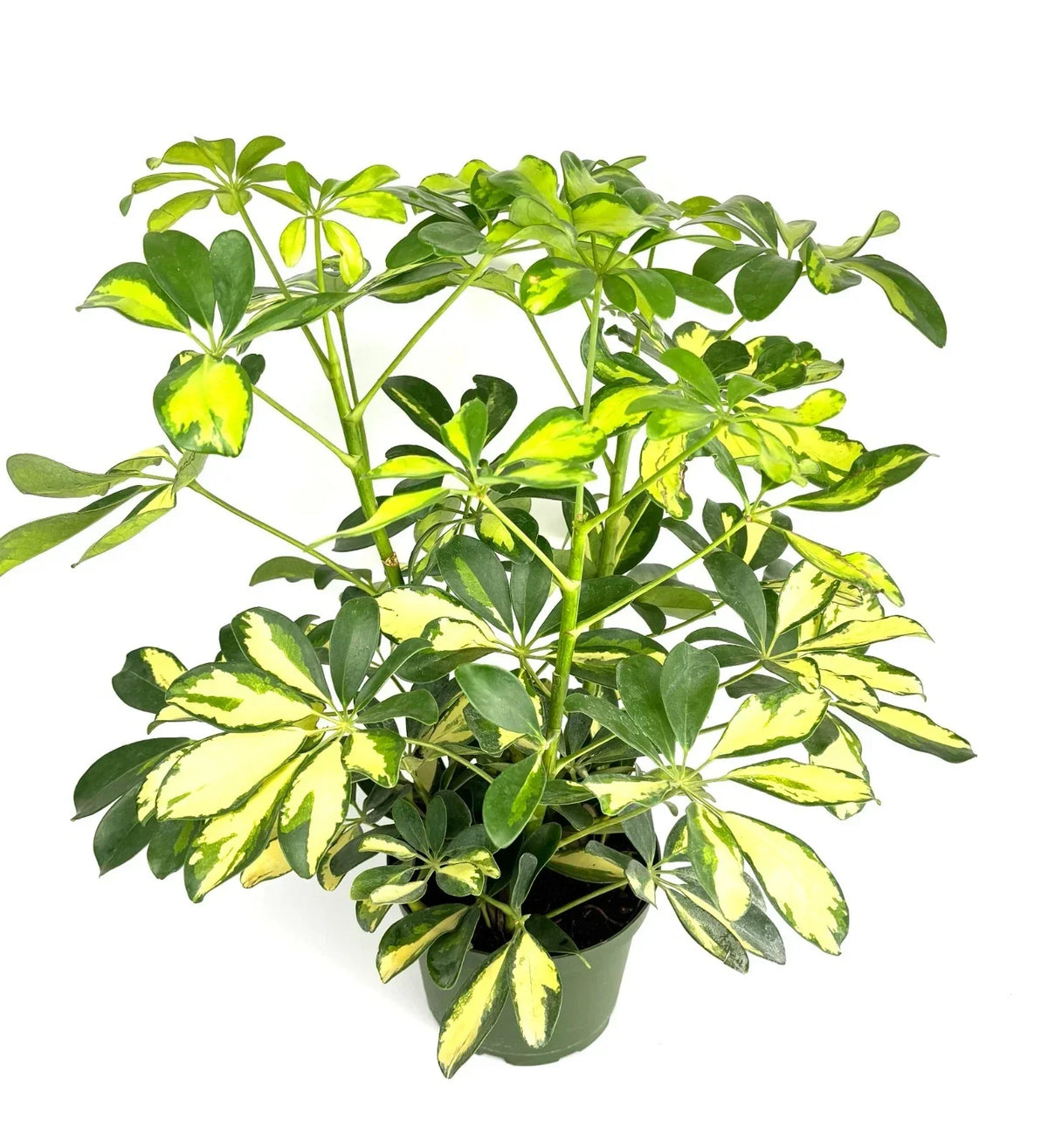Gold Umbrella Tree 6" Pot - Schefflera Arboricola Gold Capella Indoor Houseplant with Variegated Leaves