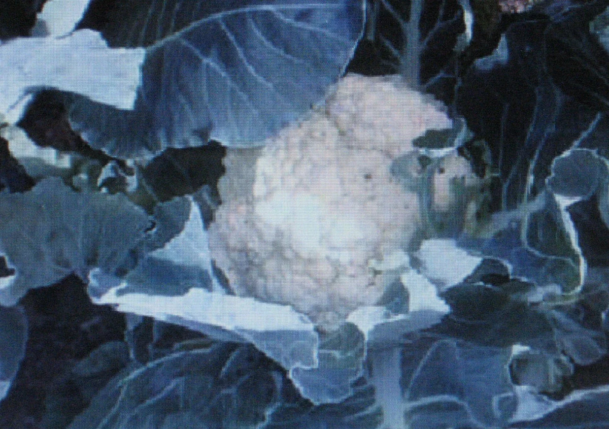 Cauliflower Seeds - 50 Pack - Self Blanche Variety - Brassica oleracea - Large Creamy-White Heads for Home Garden