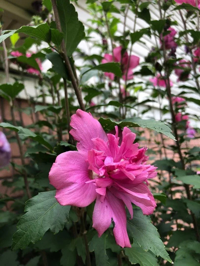 Red Double Rose of Sharon Cuttings - 3 Pieces, 8-10" Long, Hibiscus syriacus 'Red Double' for Garden Blooms