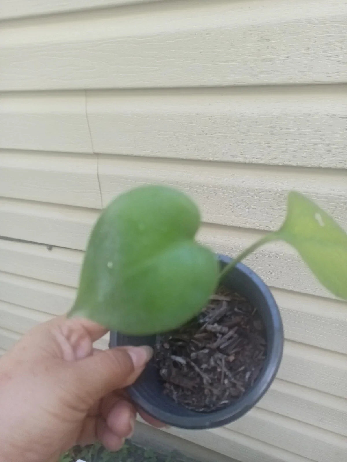 Monstera Deliciosa Live Plant 2.5" Pot Swiss Cheese Variety Evergreen Indoor Plant Air Purifying (Monstera Deliciosa)