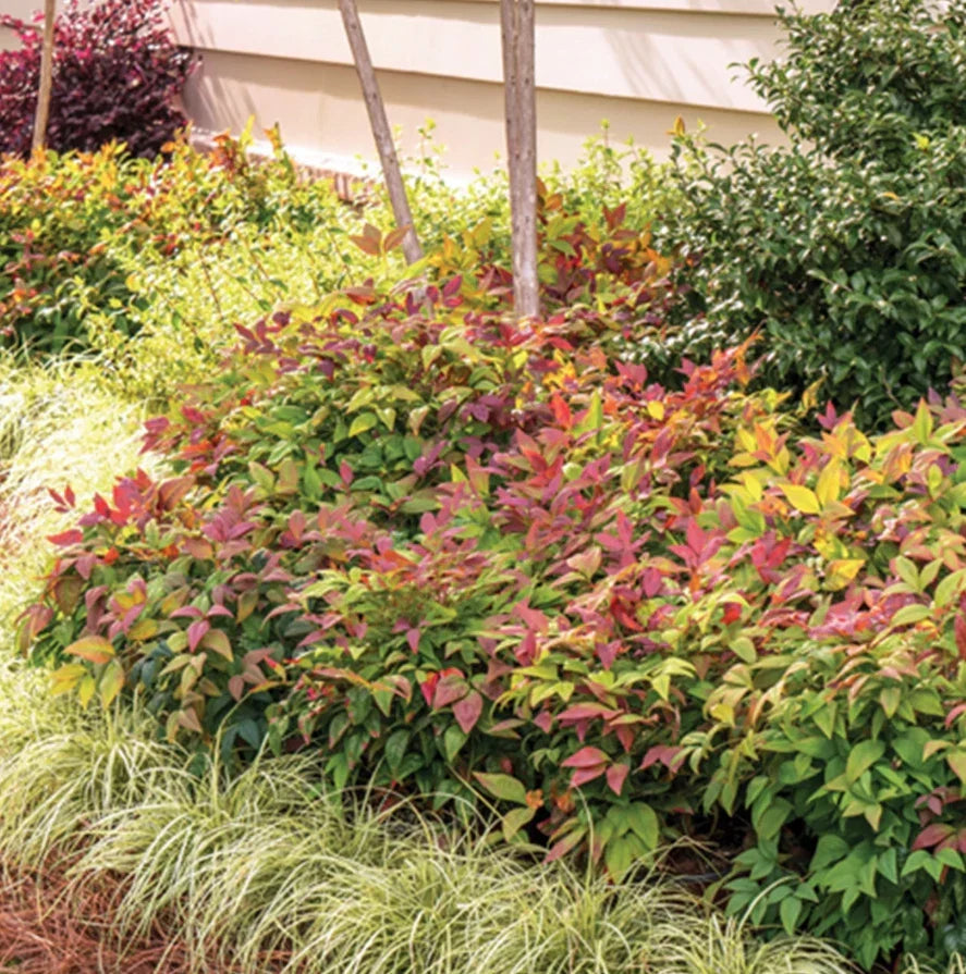 Dwarf Firepower Nandina Shrubs - Live Plant in 2.5" Pot - Nandina domestica 'Firepower' - Colorful Foliage for Gardens