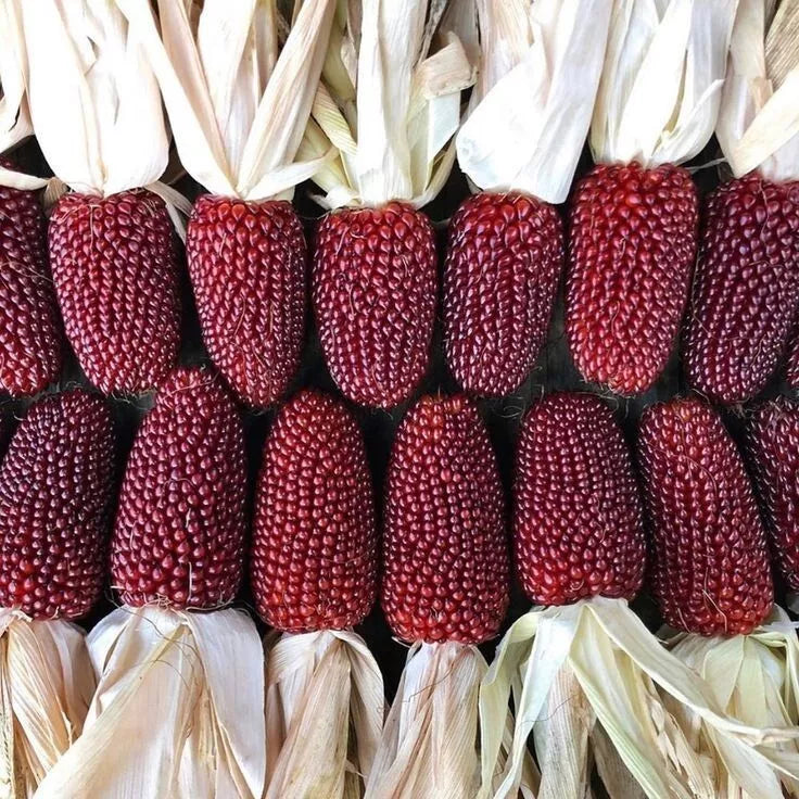Strawberry Popcorn Seeds, 50 Heirloom Organic Seeds, Unique Red Kernels for Fall Decor, Zea mays everta