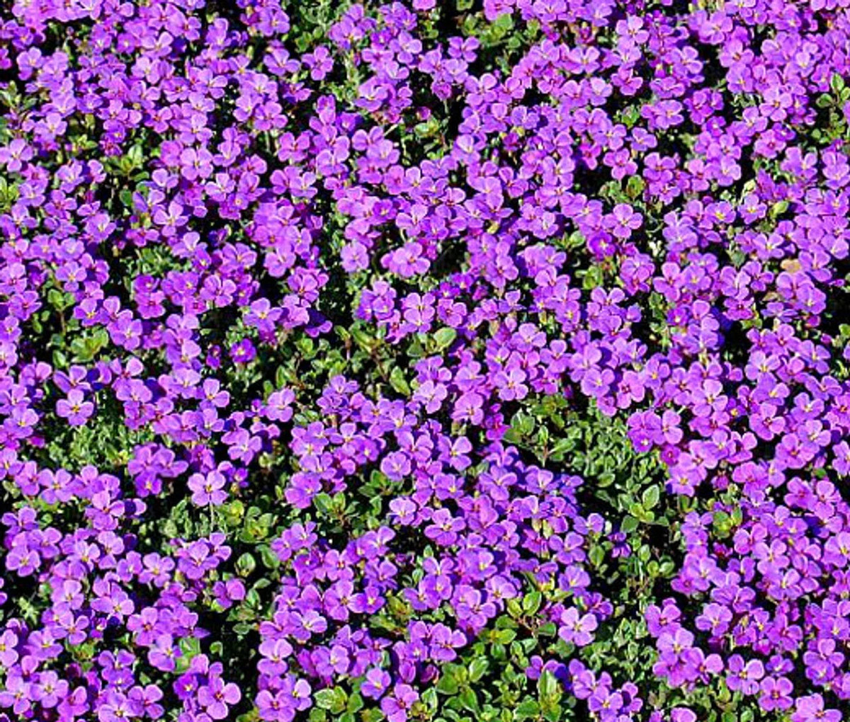 Purple Rock Cress Seeds - Bulk Aubrieta deltoidea Perennial Groundcover for Erosion Control and Gardens, Purple Flowering