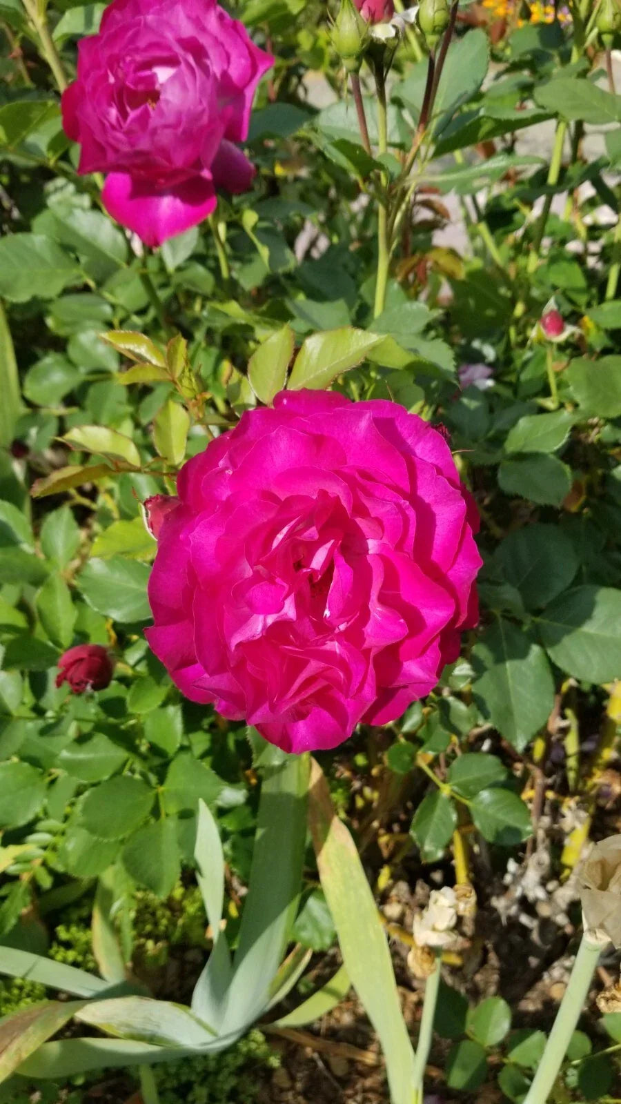 Frilly Rose Cuttings - 3 Almost Purple Live Plants - Rosa spp. - Unique Petal Structure for Garden & Floral Arrangements