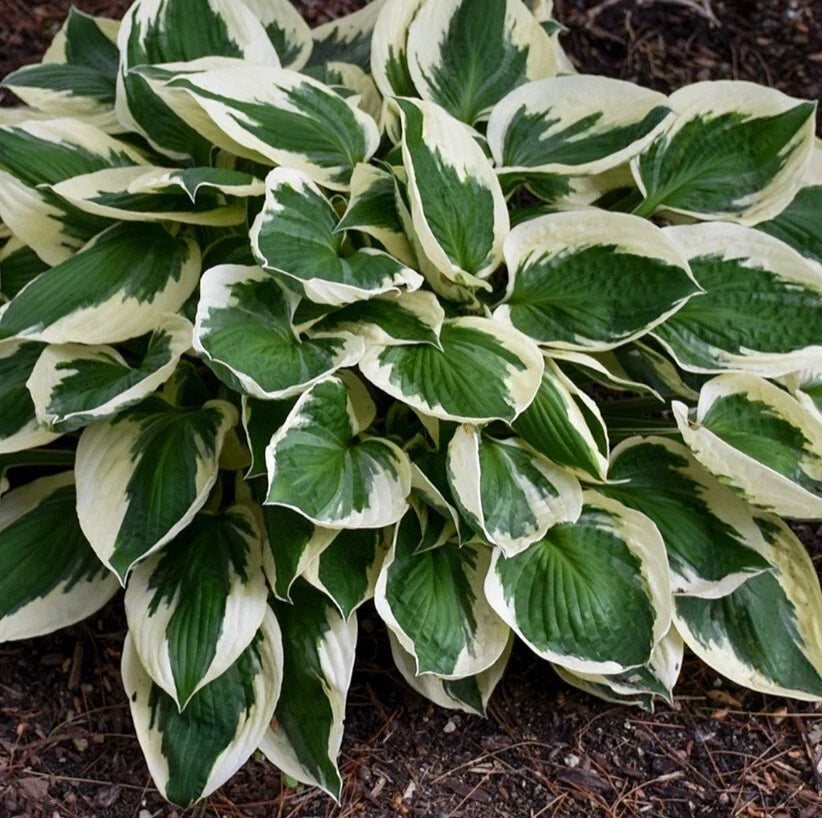 Hosta Patriot Bare Root Plant - Medium Clumping Perennial - Green & White Foliage - Hosta plantaginea - Shade Tolerant