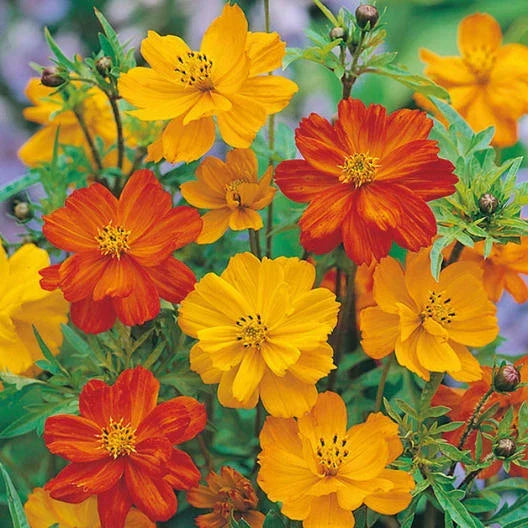 Cosmos Seeds - 100 Non-GMO POLIDOR Mix Citrus Shades - Cosmos bipinnatus - Vibrant Flower Seeds for Garden & Container