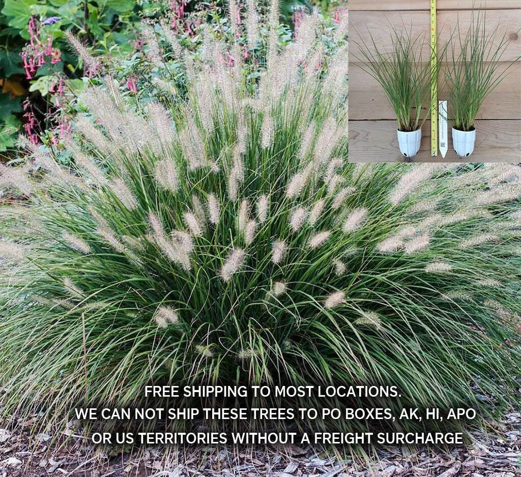 Dwarf Fountain Grass 2 Gallon Pennisetum alopecuroides 'Hameln' - Low Maintenance, Ornamental Grass for Garden Landscaping