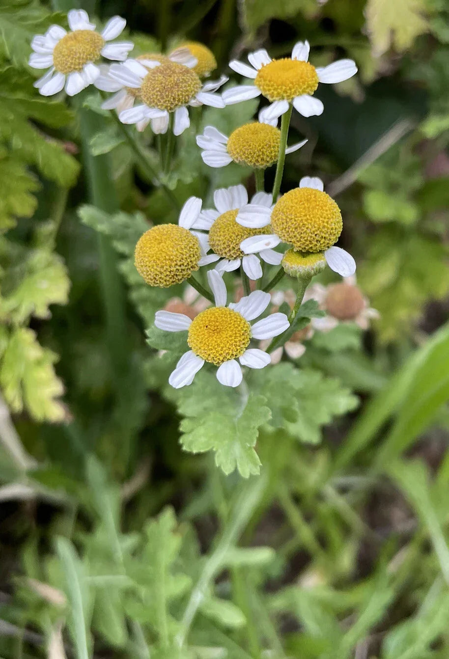 Feverfew Bareroot Plant - Tanacetum parthenium - Medicinal Herb for Natural Remedies - Attracts Pollinators and Deters Pests