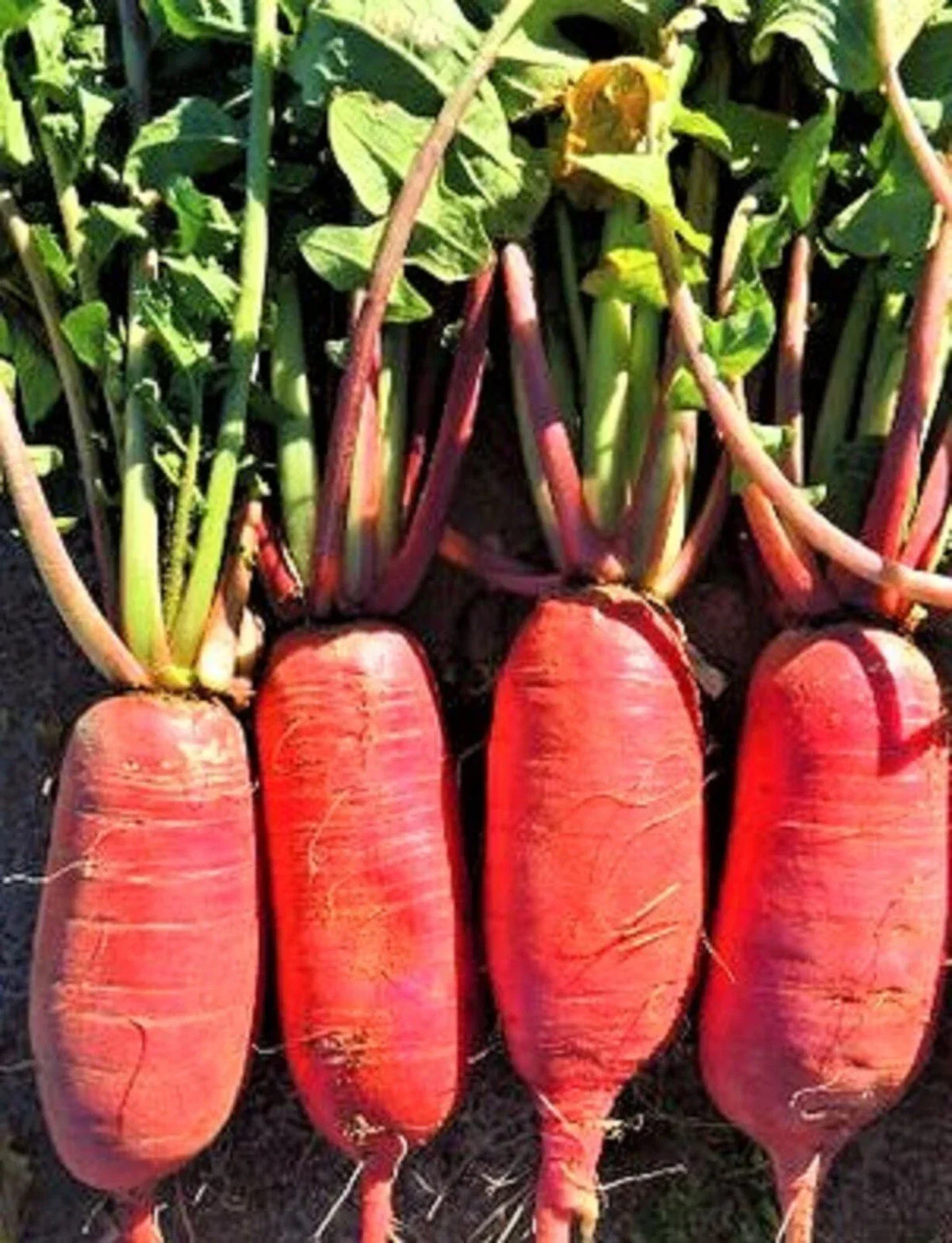 China Rose Radish Seeds 100+ Non-GMO Heirloom Raphanus sativus for Home Gardening – Fast-Growing, Unique Flavor, Easy to Grow
