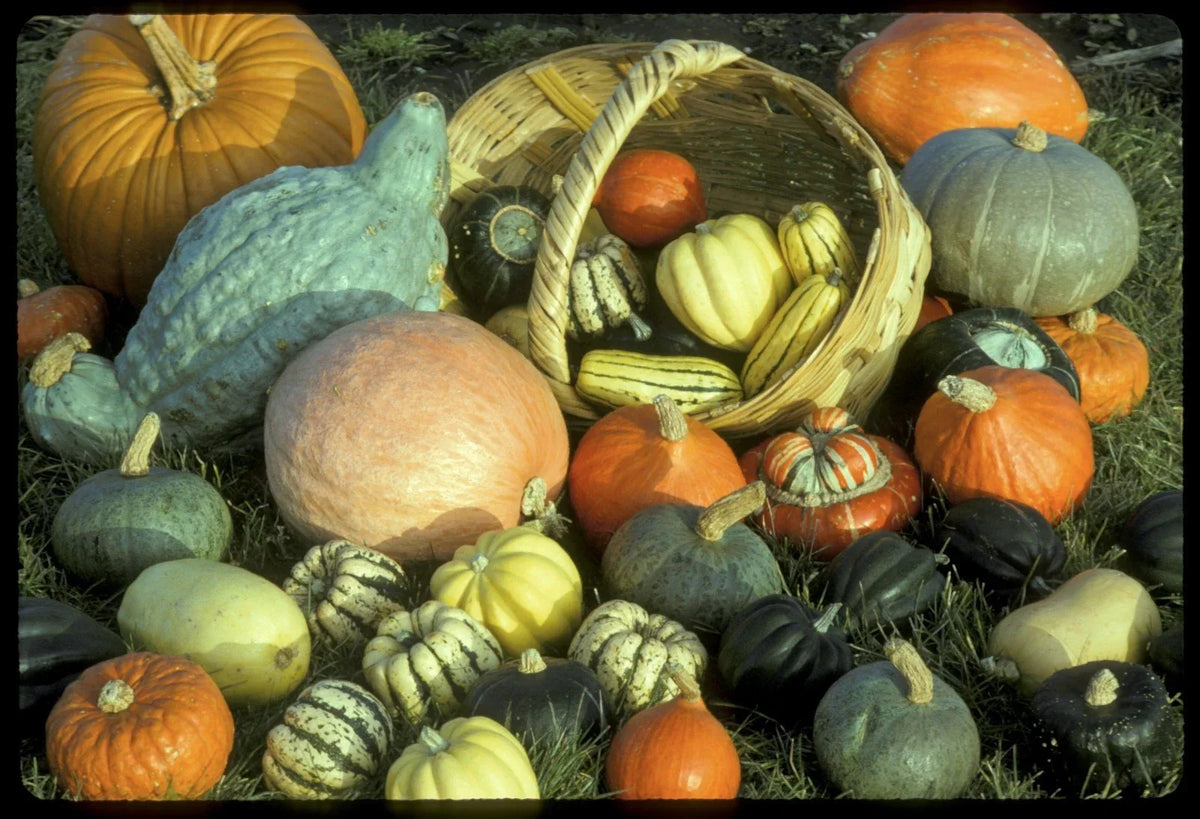 Winter Squash Seeds Mixture - Heirloom Variety for Home Gardening - Cucurbita pepo - Non-GMO, Butternut, Acorn, Spaghetti