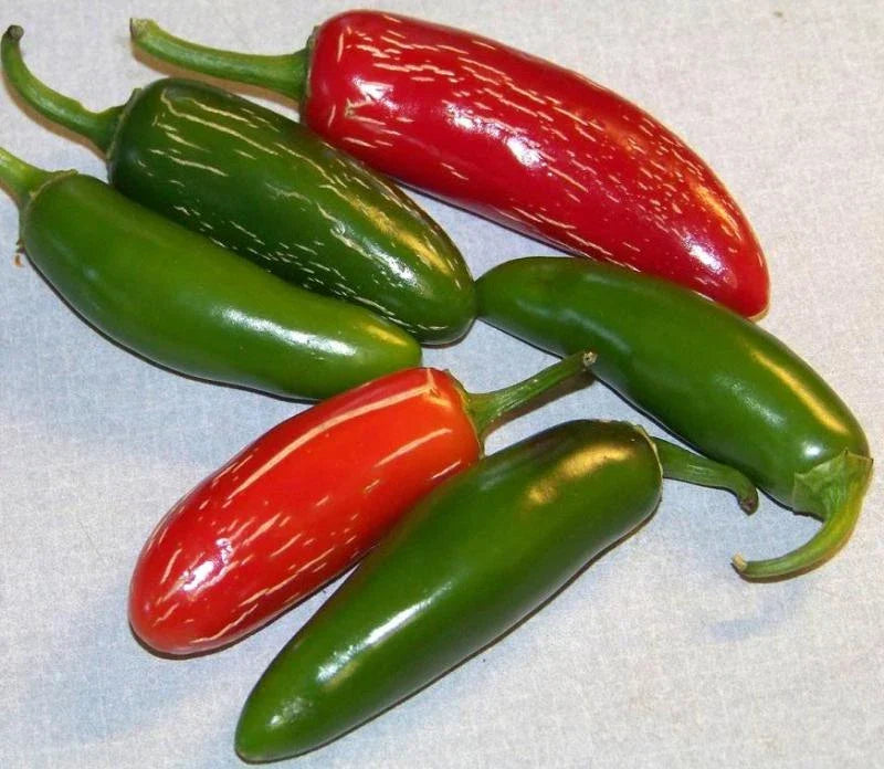 Jalapeno Hot Pepper Seeds - 100 Seeds - Capsicum annuum - Non-GMO - Ideal for Home Gardens and Pots - GroCo USA