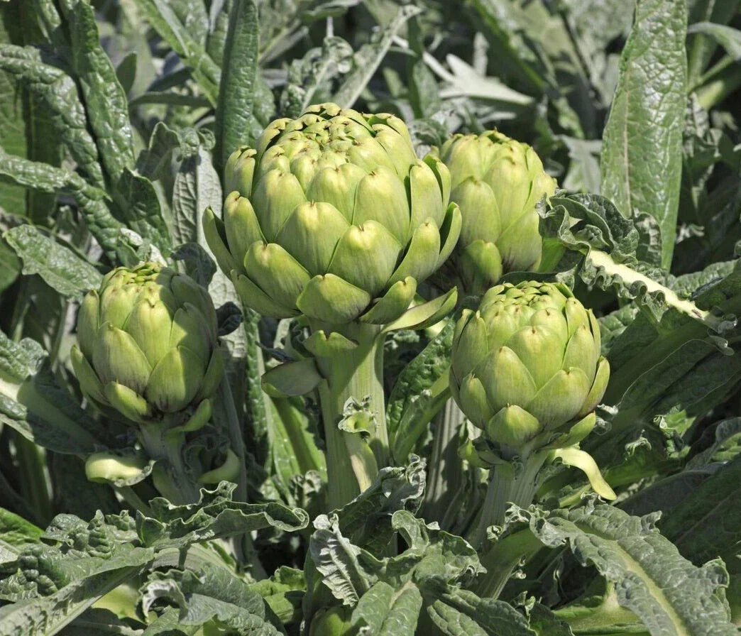 Green Globe Artichoke Seeds - 20+ Pack - Cynara scolymus - Non-GMO Vegetable Seeds for Home Gardens and Culinary Use