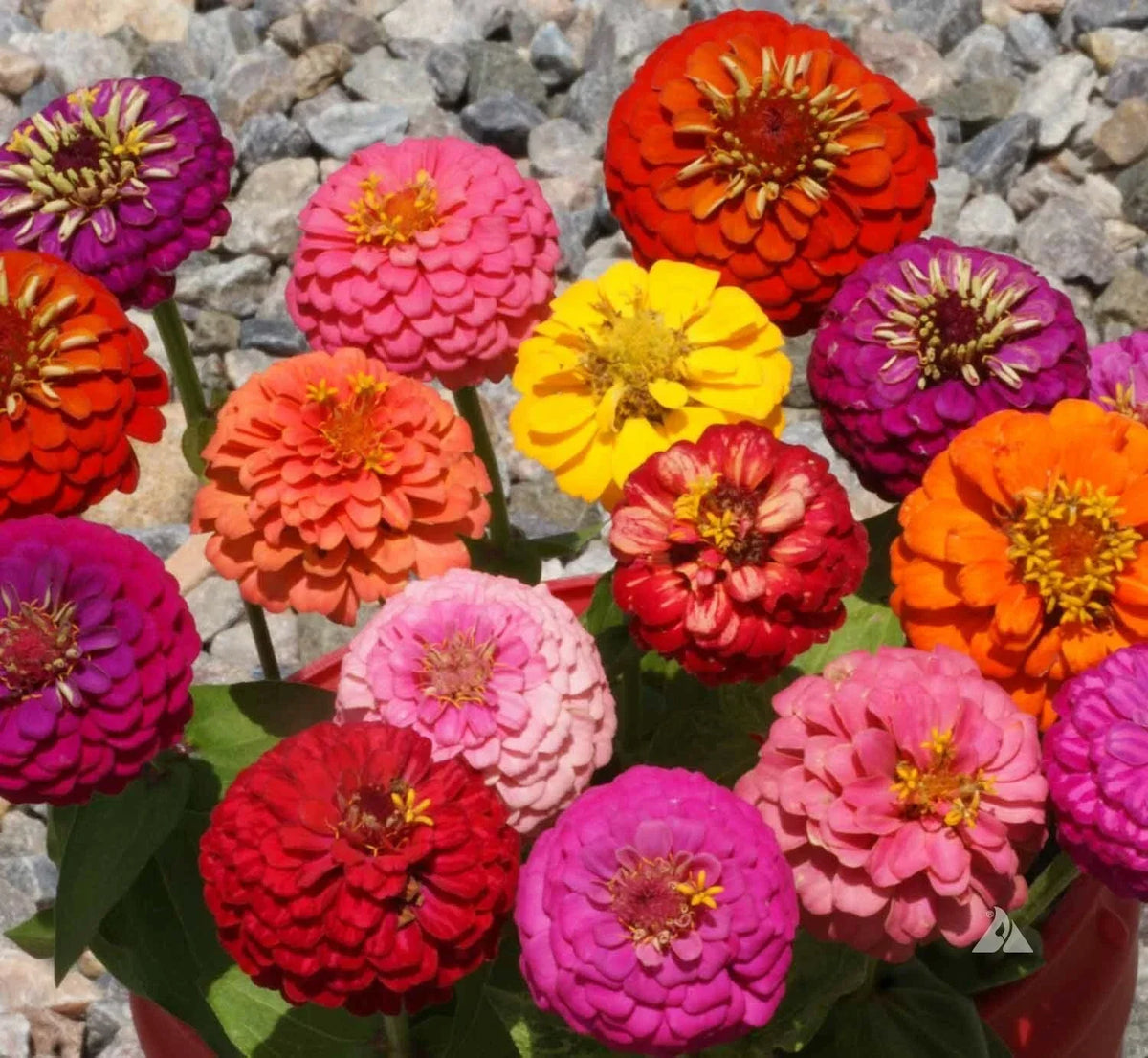 Thumbelina Zinnia Seeds Mix - Dwarf Colorful Flowers for Container Gardening - Zinnia elegans Seeds