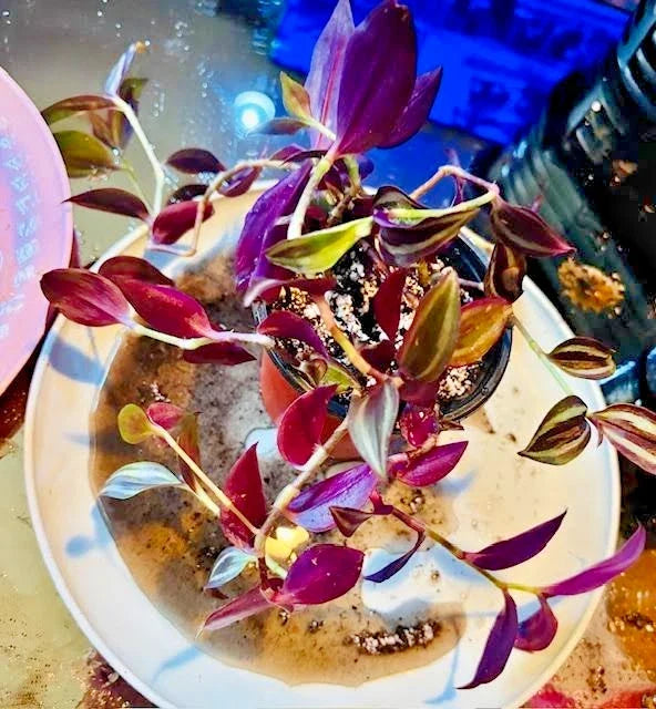 Tradescantia Zebrina Plant - 4-Inch Pot - Striped Purple & Green Foliage - Easy Care Indoor Houseplant - Pet-Friendly