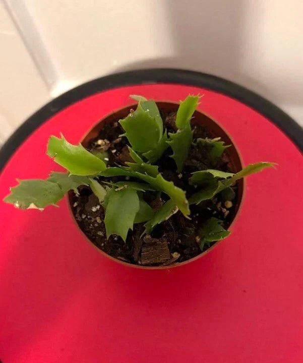 Thanksgiving Cactus Cuttings Potted Pink and Red - Schlumbergera Truncata Rooted Plants for Indoor Decor and Gifts