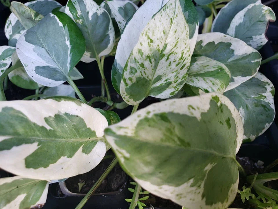 Pothos Vine Plant - Rooted Green & Cream Heart Leaf - Pearls and Jade - Epipremnum aureum