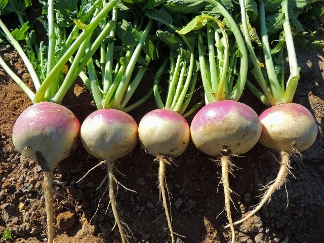 Turnip Seeds Packet - Purple Top White Globe - Non-GMO Brassica rapa - High Germination for Home Gardening