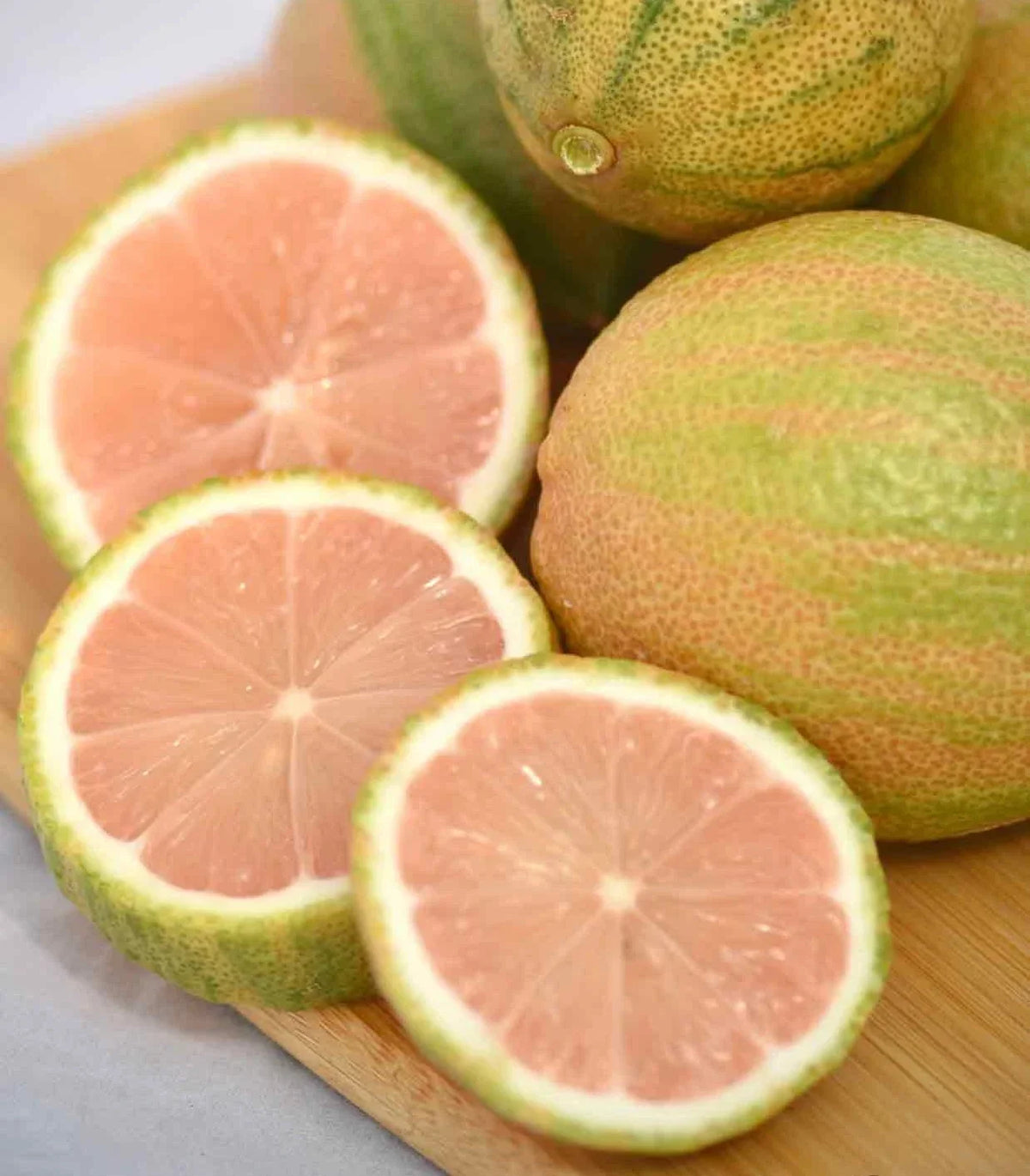 Pink Lemon Tree Plant - Young Potted Tree - Pink Lemons - Citrus limon 'Pink Variegated' - Fruiting Garden Addition