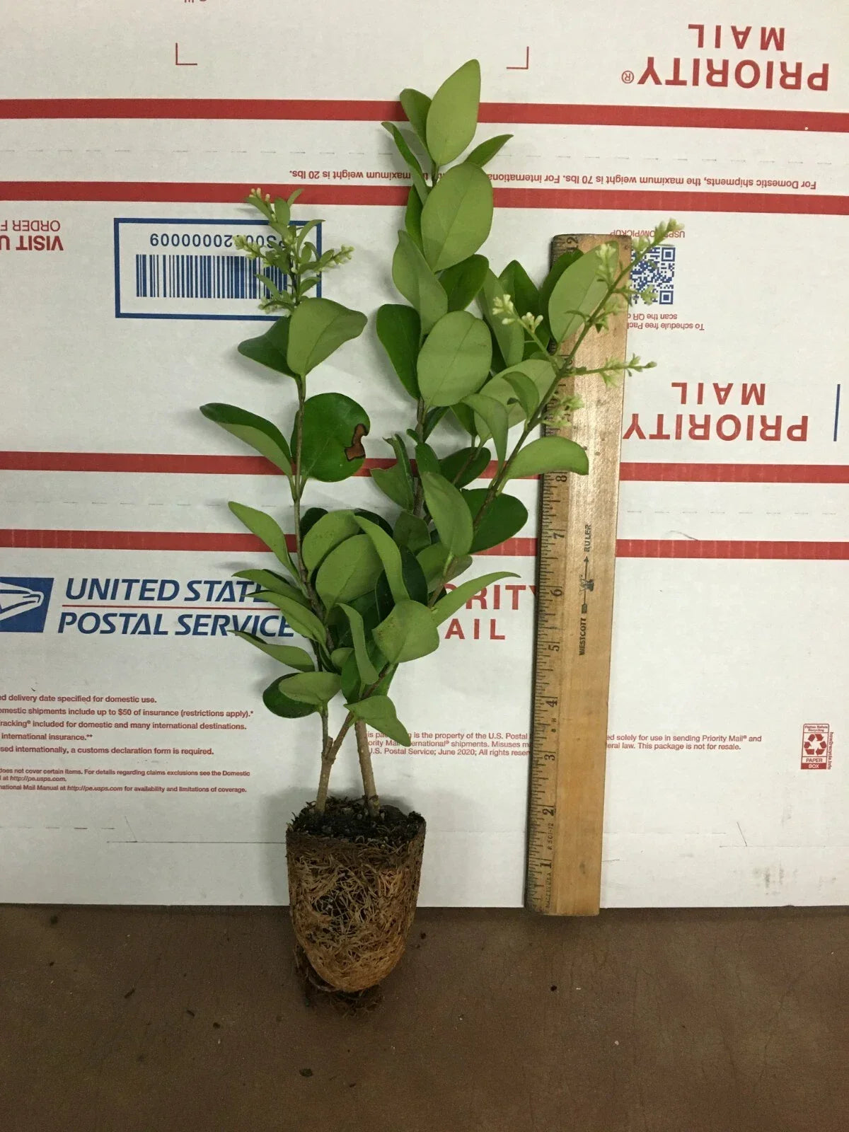 Lucidum Ligustrum Live Plant - Glossy Green Foliage - Ligustrum lucidum - Evergreen Privet for Indoor/Outdoor Garden